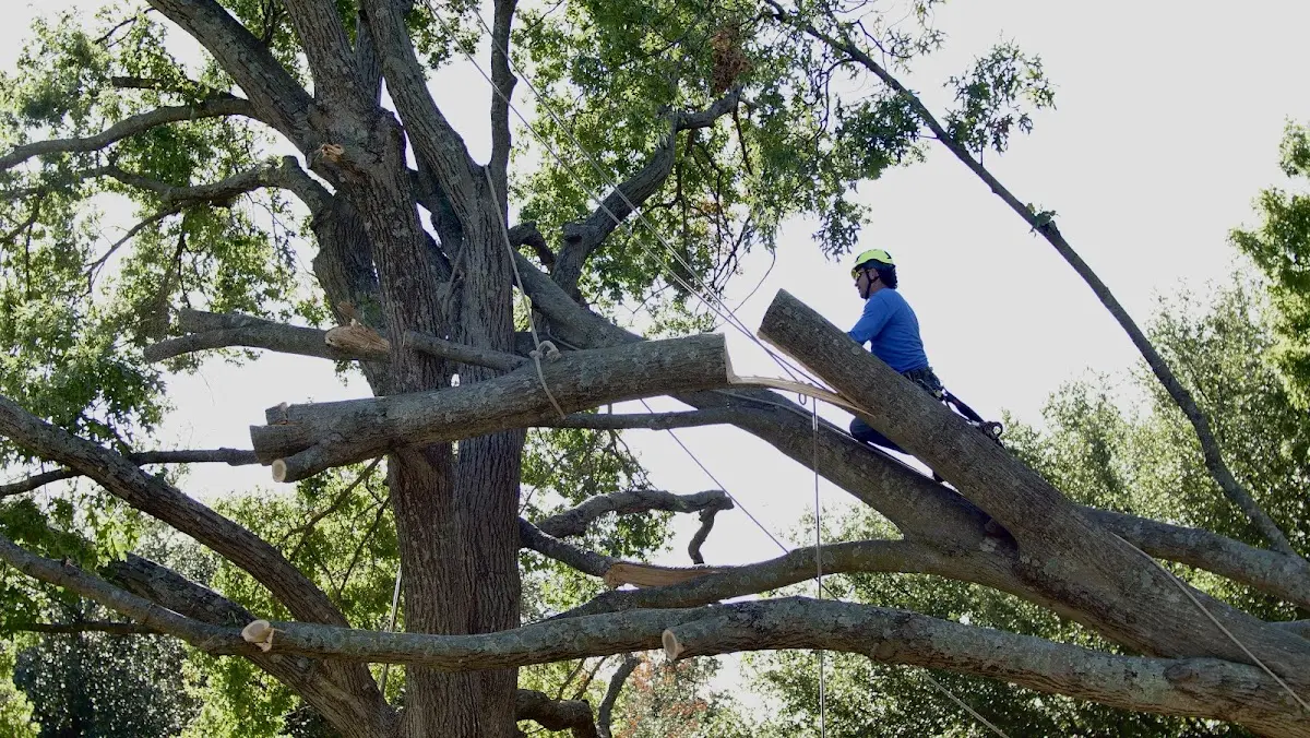 Professional Crown Thinning performed by certified arborists in Kershaw